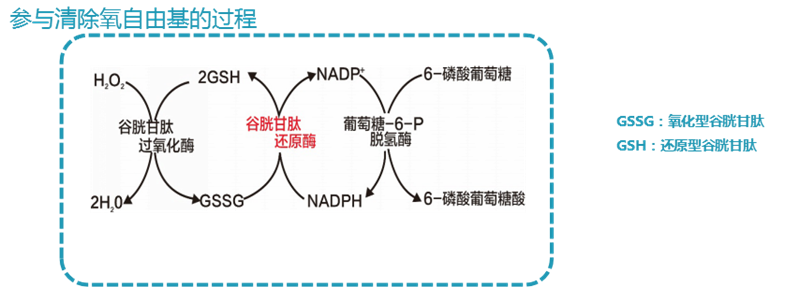 谷胱甘肽还原酶试剂盒